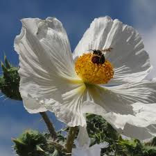 Attēlu rezultāti vaicājumam “Papaver argemone bud”