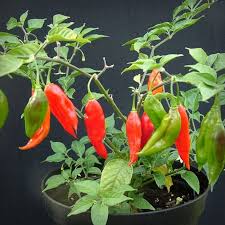 Afbeeldingsresultaat voor paper lantern hot pepper