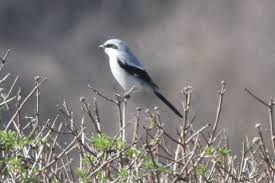 Attēlu rezultāti vaicājumam “Lanius excubitor adult”