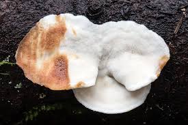 Attēlu rezultāti vaicājumam “Postia floriformis”