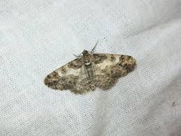 Attēlu rezultāti vaicājumam “Cleora cinctaria”