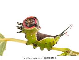 Attēlu rezultāti vaicājumam “Cerura vinula larva”