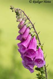 Image result for Fingerhut rot