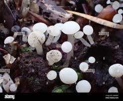 Attēlu rezultāti vaicājumam “Cudoniella acicularis”