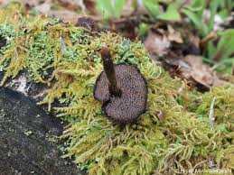 Attēlu rezultāti vaicājumam “Auriscalpium vulgare”