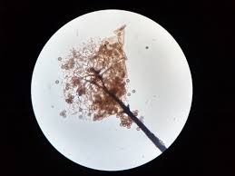 Attēlu rezultāti vaicājumam “Collaria arcyrionema young”