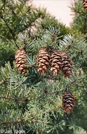 Attēlu rezultāti vaicājumam “Pseudotsuga menziesii”