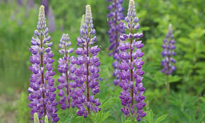 Attēlu rezultāti vaicājumam “Lupinus polyphyllus fruit”