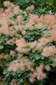 Attēlu rezultāti vaicājumam “Cotinus coggygria flower”