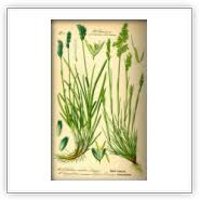 Attēlu rezultāti vaicājumam “Corynephorus canescens”