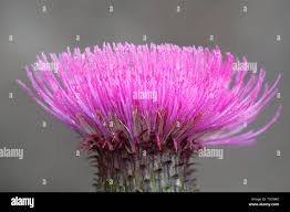 Attēlu rezultāti vaicājumam “Cirsium heterophyllum flower”