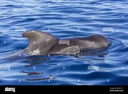 Image result for Globicephala melas