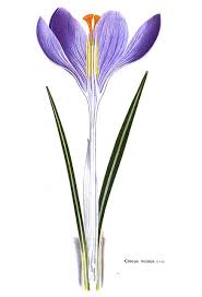 Attēlu rezultāti vaicājumam “Crocus vernus subsp. vernus flower”