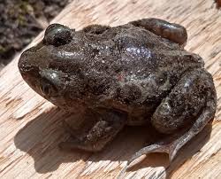 Attēlu rezultāti vaicājumam “Pelobates fuscus”