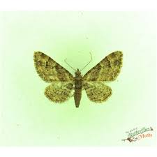 Attēlu rezultāti vaicājumam “Gymnoscelis rufifasciata”