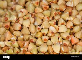 Attēlu rezultāti vaicājumam “Fagopyrum esculentum fruit”