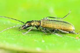 Attēlu rezultāti vaicājumam “Chrysanthia viridissima”