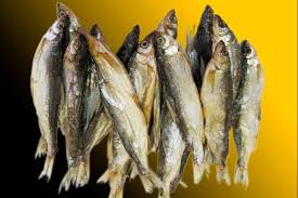 Image result for Coregonus albula