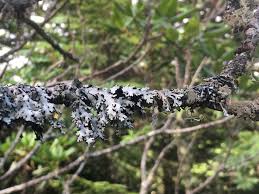 Attēlu rezultāti vaicājumam “Hypotrachyna sp.”
