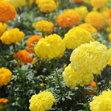 Attēlu rezultāti vaicājumam “Tagetes”