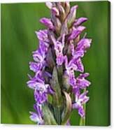 Attēlu rezultāti vaicājumam “Dactylorhiza incarnata”