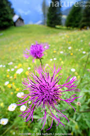 Image result for Centaurea nigra