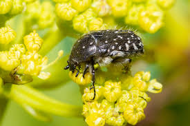 Attēlu rezultāti vaicājumam “Oxythyrea funesta”