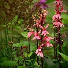 Image result for Lobelien