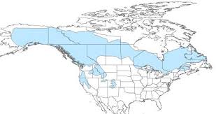 Attēlu rezultāti vaicājumam “Martes”