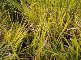 Attēlu rezultāti vaicājumam “Carex montana”