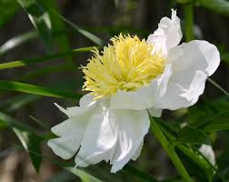 Attēlu rezultāti vaicājumam “Paeonia lactiflora flower”