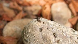 Attēlu rezultāti vaicājumam “Scardia boletella pupa”