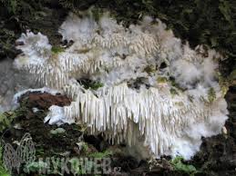 Attēlu rezultāti vaicājumam “Dentipellis fragilis”