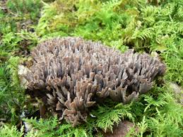 Attēlu rezultāti vaicājumam “Thelephora palmata”