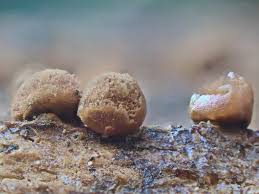 Attēlu rezultāti vaicājumam “Oligonema affine macro”