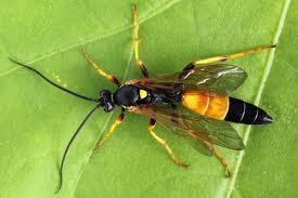 Attēlu rezultāti vaicājumam “Diphyus latebricola”