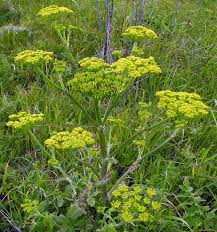 Attēlu rezultāti vaicājumam “Pastinaca sativa subsp. sylvestris leaf”