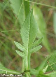 Attēlu rezultāti vaicājumam “Knautia arvensis leaf”