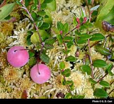 Attēlu rezultāti vaicājumam “Oxycoccus flower”