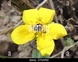 Attēlu rezultāti vaicājumam “Coccinula quatuordecimpustulata”