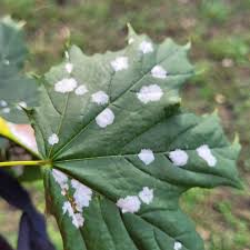Attēlu rezultāti vaicājumam “Sawadaea tulasnei”