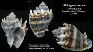 Image result for Melongena corona
