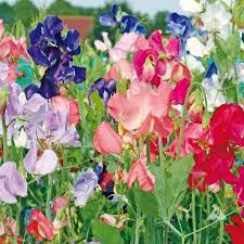 Image result for Lathyrus odoratus