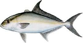 Image result for Seriola rivoliana