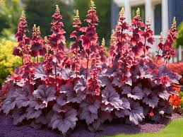 Image result for HEUCHERA americana 'Palace Purple Auslese'