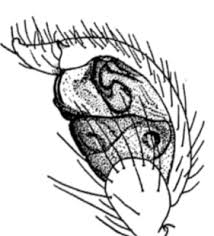 Attēlu rezultāti vaicājumam “Neottiura bimaculata female”