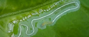 Attēlu rezultāti vaicājumam “Linaria loeselii leaf”