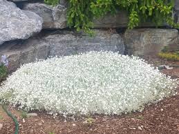 Image result for cerastium tomentosum