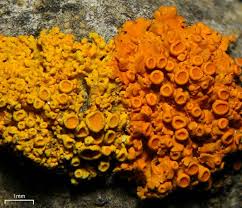 Attēlu rezultāti vaicājumam “Xanthoria polycarpa”
