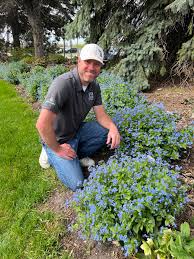 Image result for Brunnera `Jack Frost`